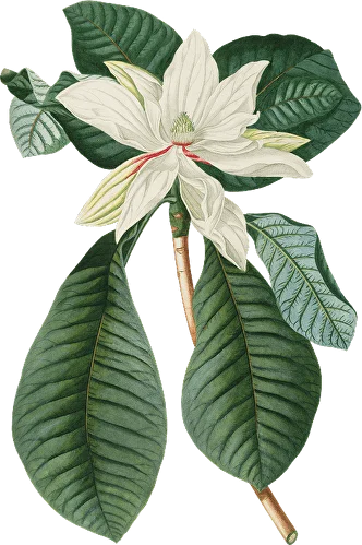 Елена Тихомирова - Основы обучения взрослых в современном мире. Тариф Сам за себя